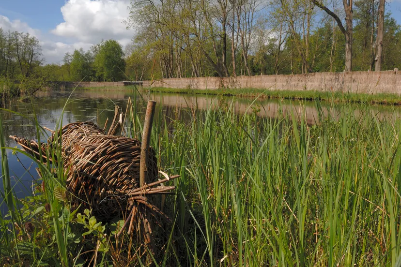 philip friskorn 20050512 0014 eendenkorf plas