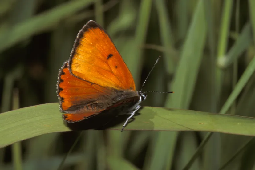 philip friskorn vuurvlinder