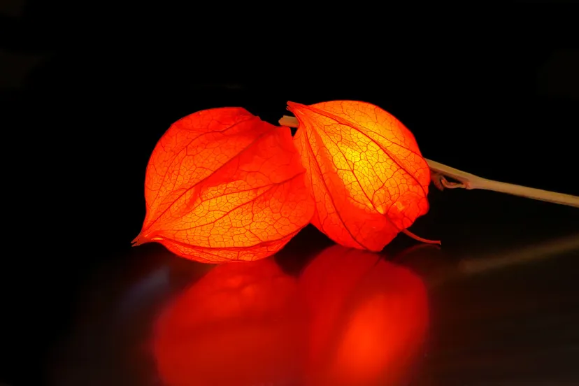 physalis 4309821 1920