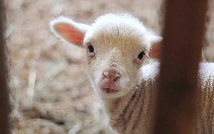 r0 f1 1010 520 7af lammetjes knuffelen tweede paasdag pexels