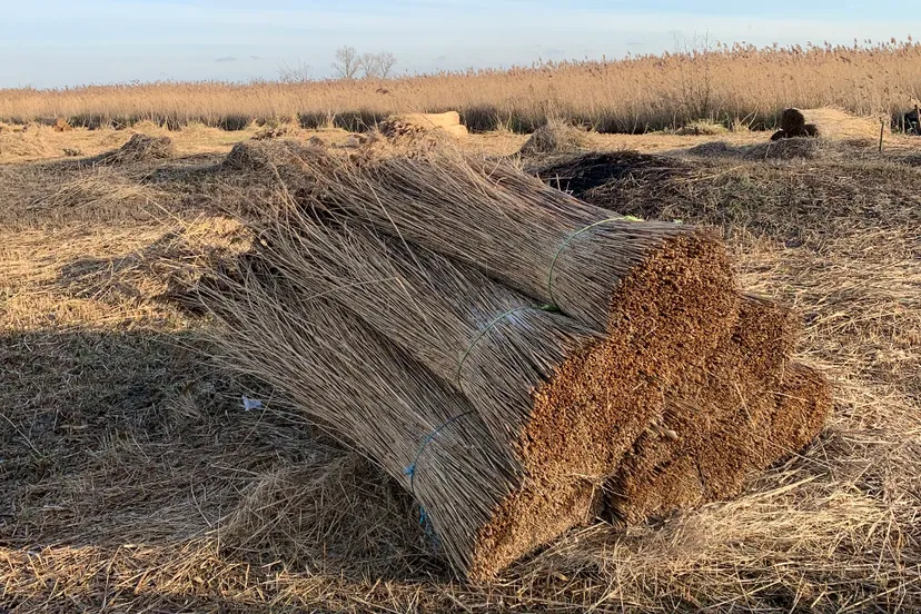 rietland sintjansklooster
