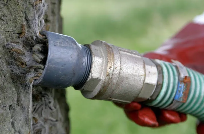 vanaf half mei last van eikenprocessierups