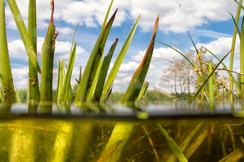 waterplanten in waterlijn