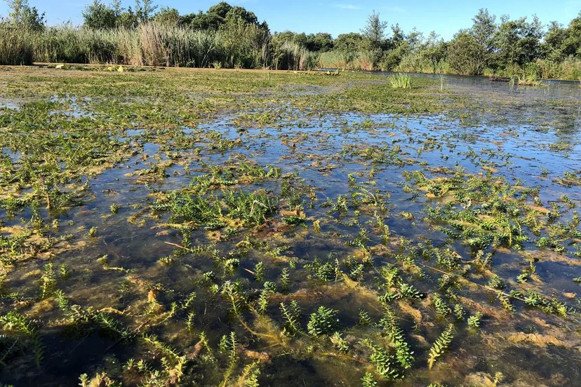 een van de probleem exoten in het nationaal park