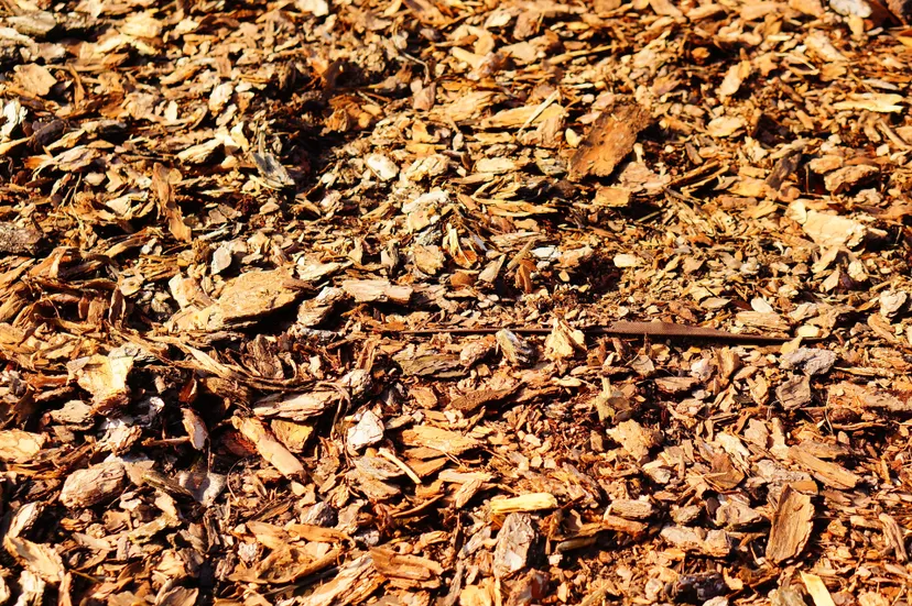 closeup-shot-brown-leaves-ground-daytime