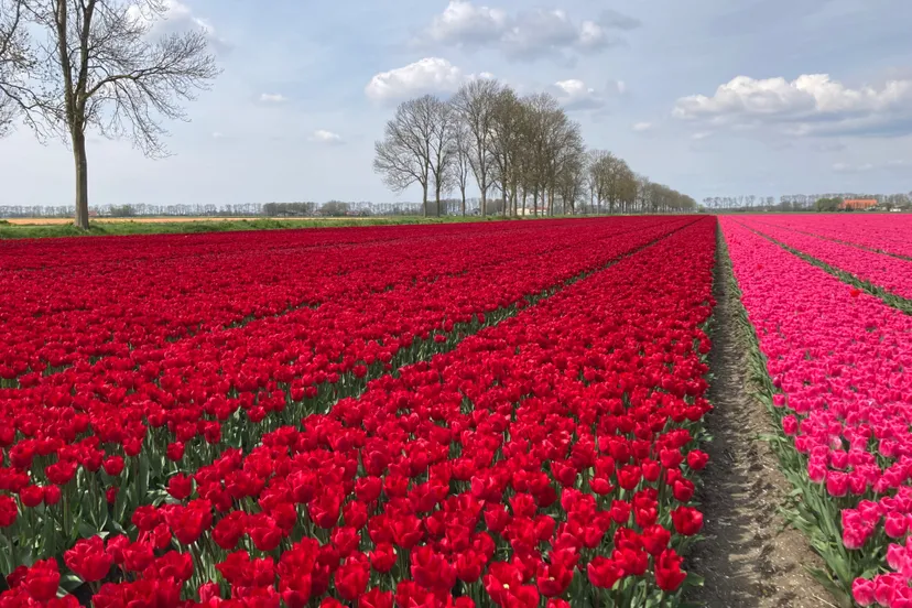 Tulpenveld rood IMG_3326