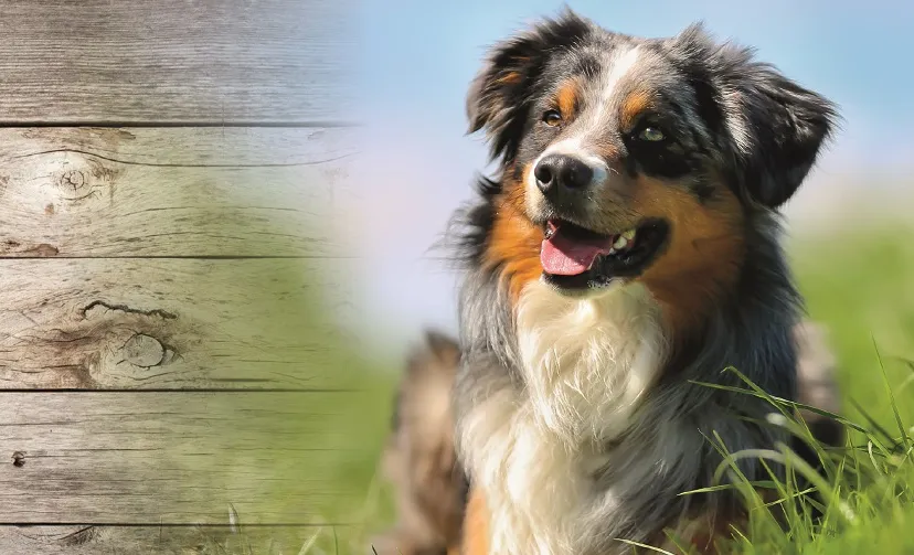 ac persbericht heropening 1