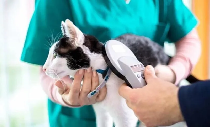 afbeelding kat l chipreader 4eaa81cd23