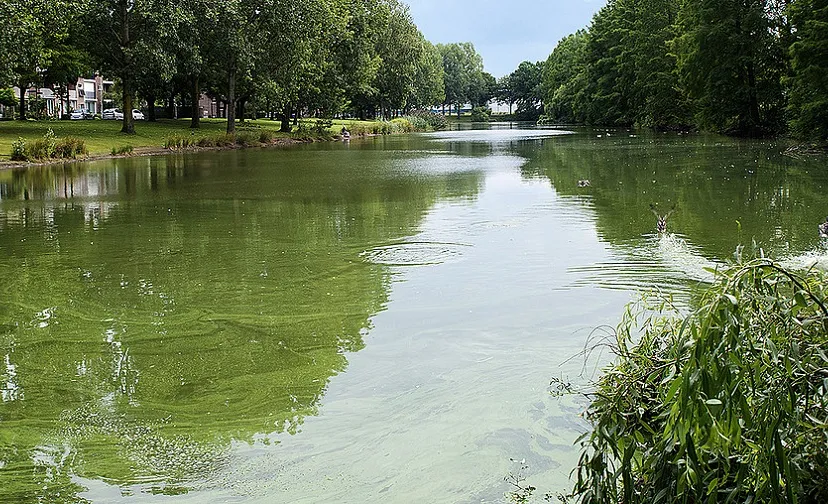 blauwalg vijver bij a882759e72