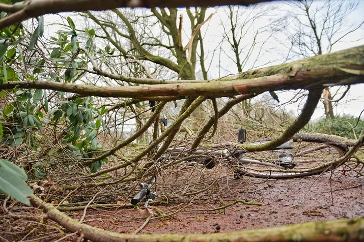 boom op fietsers toby