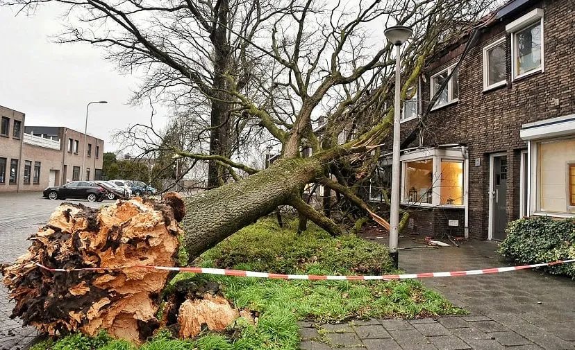 boom op woning