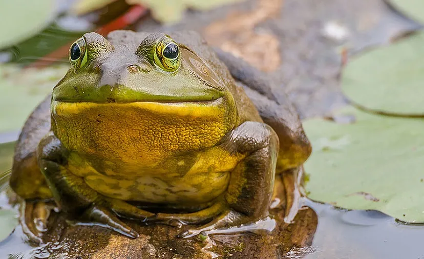 brulkikker twee bij 2d95cc04da