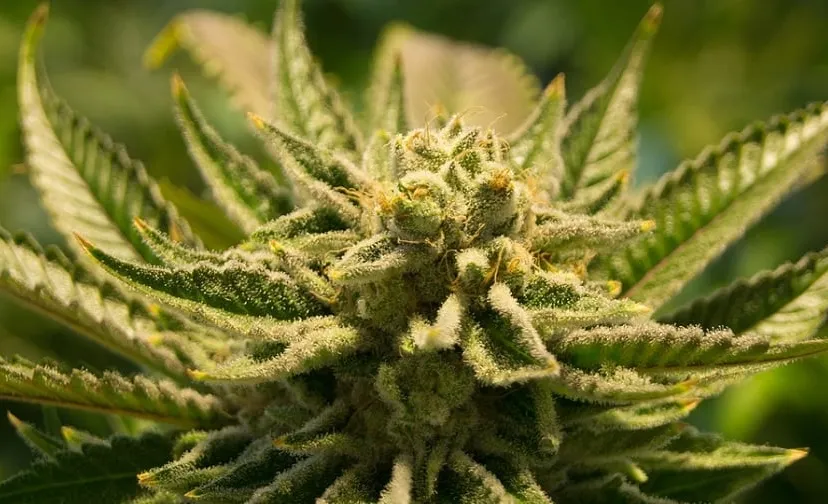 cannabis 2152604 960 720