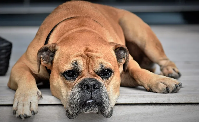 continental bulldog 2437110 1920