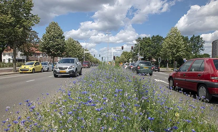 csm auto s groen a18f283659