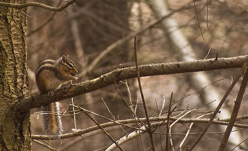 csm eekhoorn kaaistoep 1c06e938c2