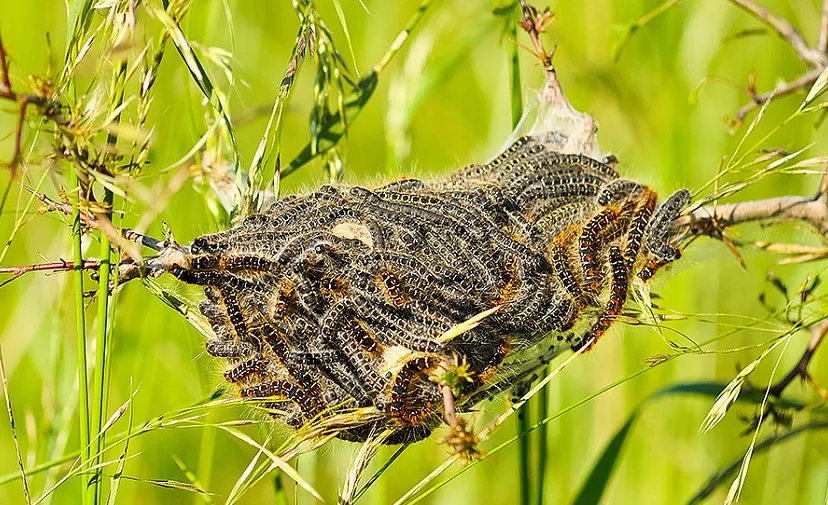 csm eikenprocessierups 442a9734e7