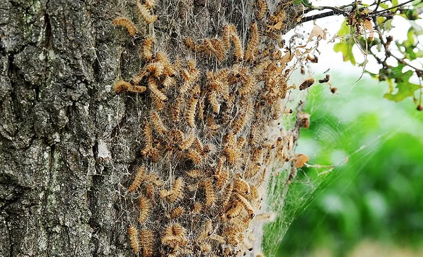 csm eikenprocessierups vier bij 73306f96b5