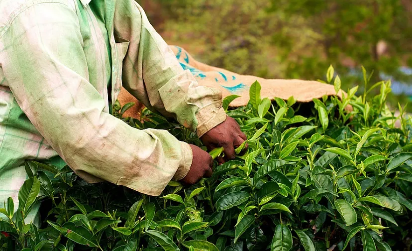 csm fairtrade theeplantage 09ee2eacfc