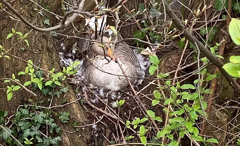 csm ganzen nieuw bij 051c25b388