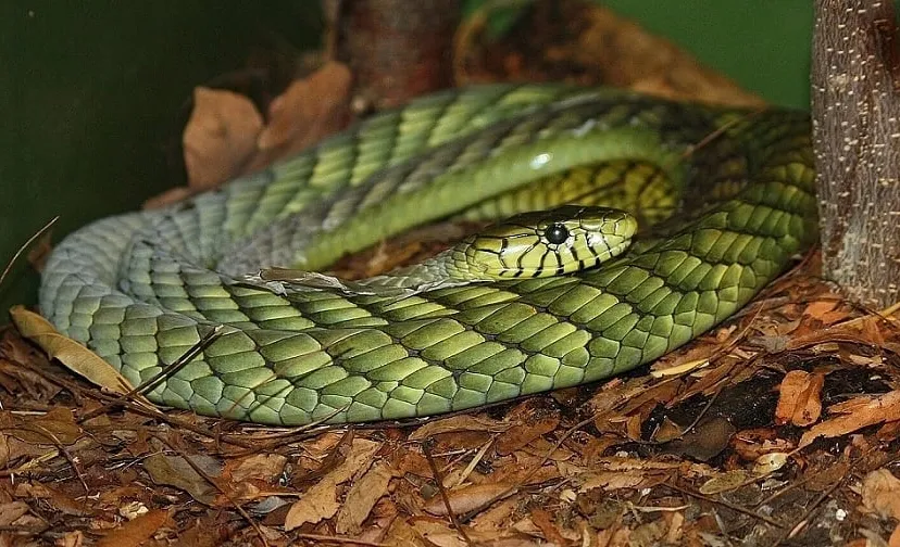 csm groene mamba abcd1eda8e