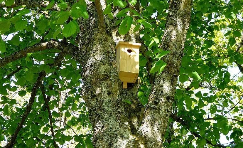 csm nestkastje 6f9d6134f7