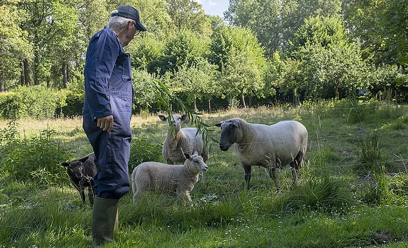 csm pauwels schapen 608f91ba67