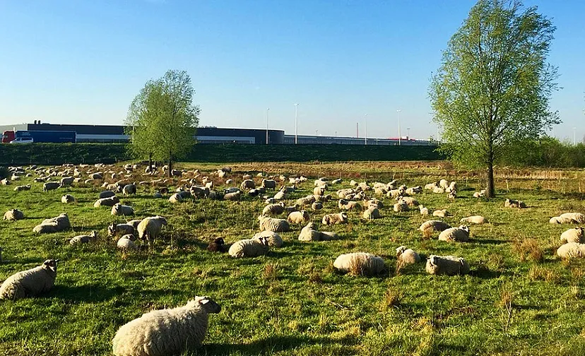 csm schaap bijgesneden 71b0a6a734