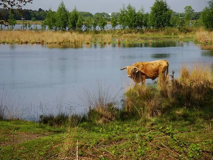 csm schotse hooglander aan het water a2253bbb28