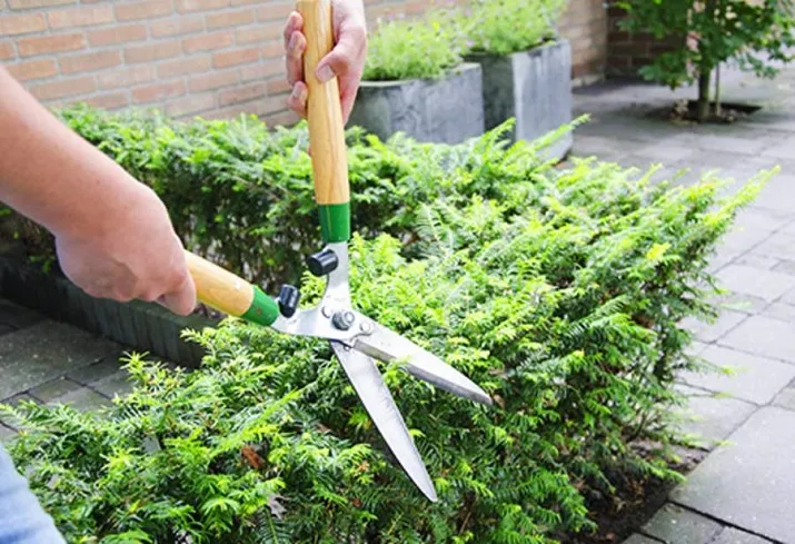 csm taxus bijgesneden 57610b0c40