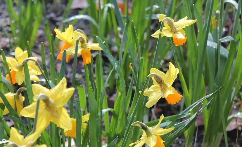 daffodil 698213 960 720