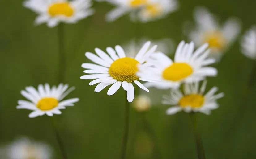 daisies g1e818602d 1280