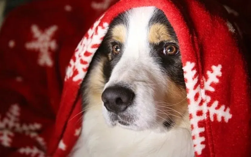 dog 3029701 340 915x518 1