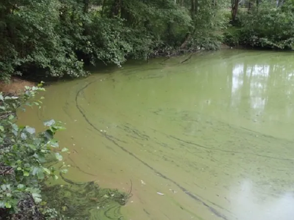 drijflaag blauwalgen