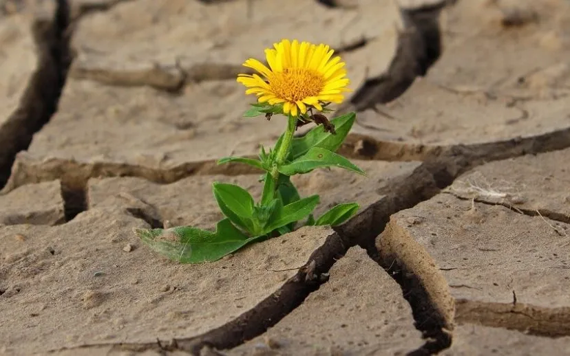 droogte 915x518 1
