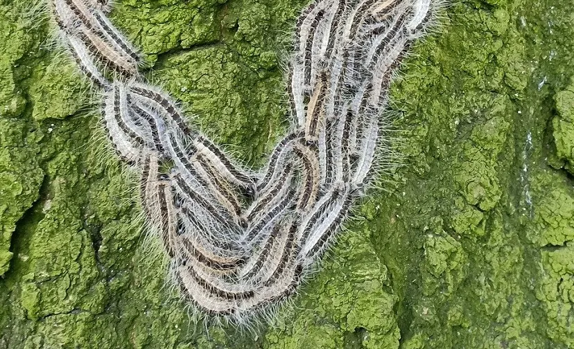 eikenprocessierups 4260017 1920