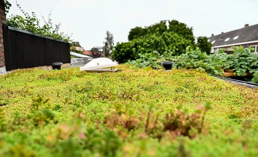 groen dak c97326590e