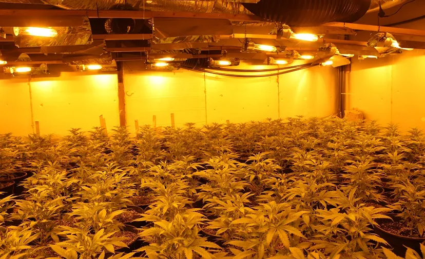 hennepkwekerij fotograaf jeroen stuve1