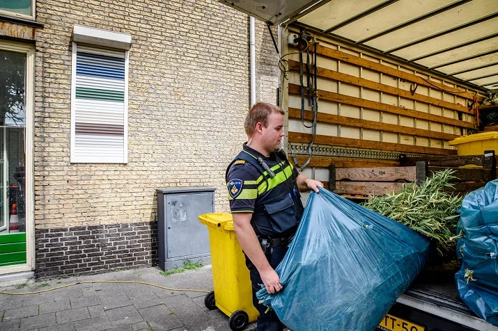 hennepkwekerij jack brekelmans