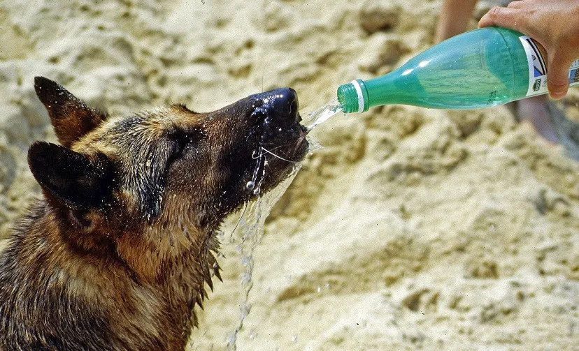hond drinken