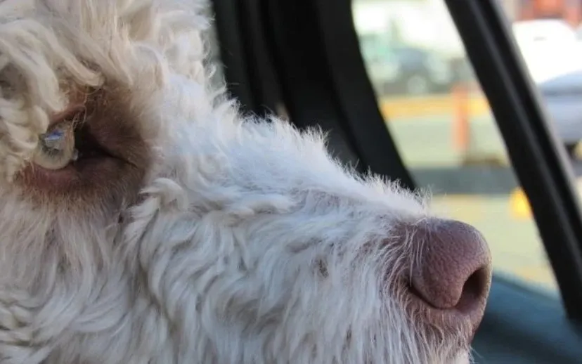 hond in auto 915x518