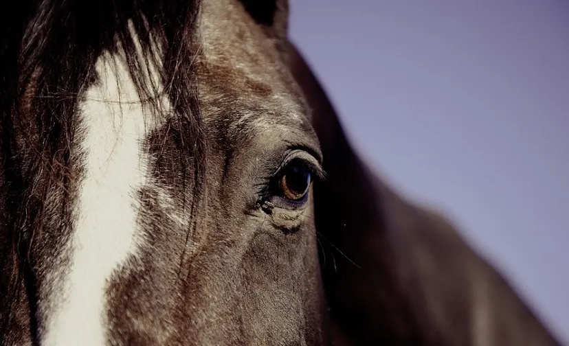 horse 594191 960 720