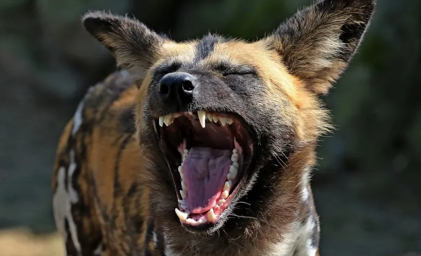 hyena 2323344 960 720