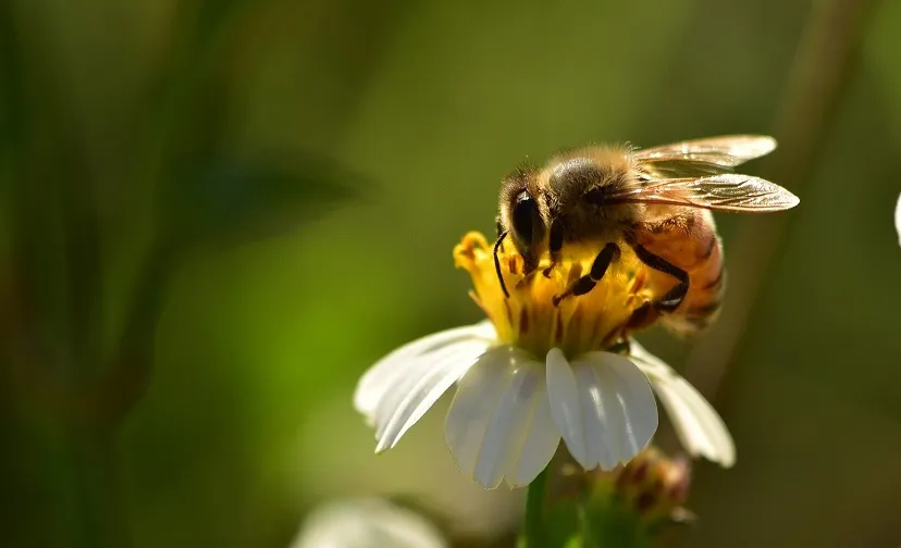 insects 2061033 1920