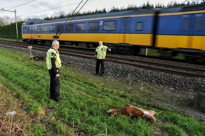 kalf dood na aanrijding met trein