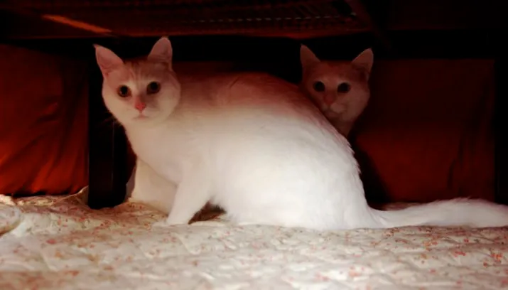 katten onder bed pelican flickr 715x408