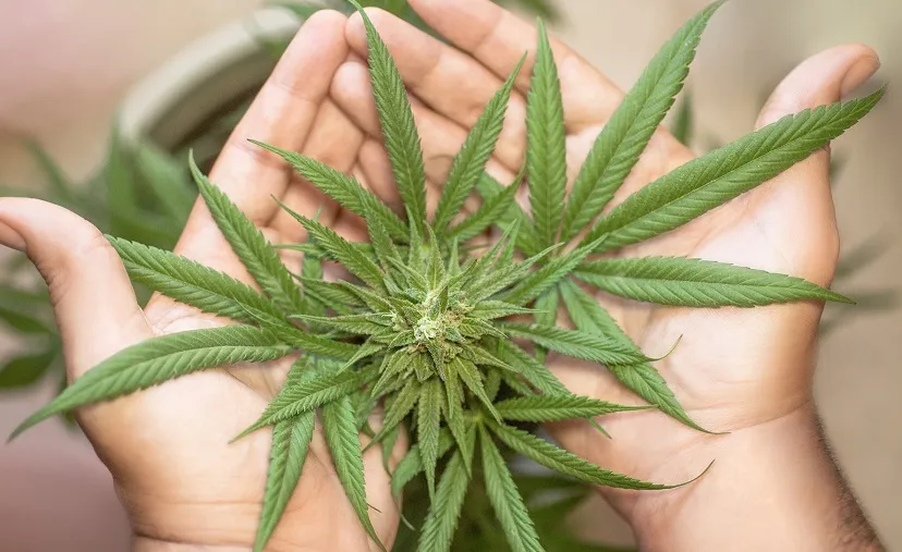 marijuana leaf 5315561 1920