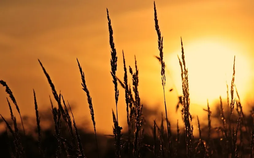 meadow g8fbc86804 1280