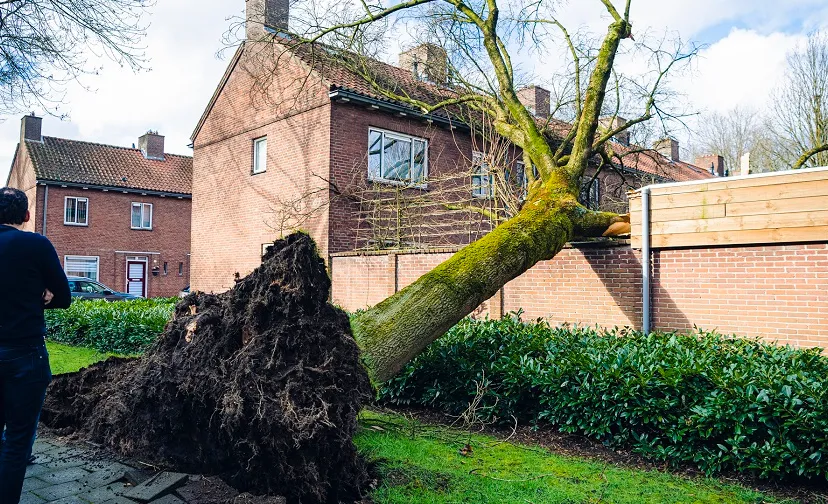 omgewaaide boom jack brekelmans 1