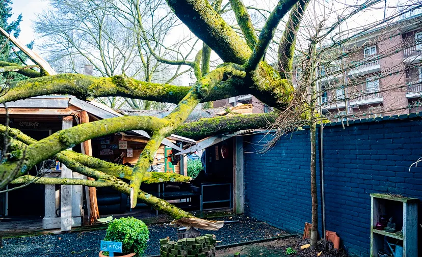 omgewaaide boom jack brekelmans 2